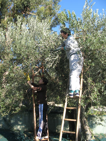 raccolta delle olive